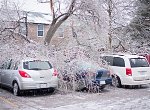 Ice Storm Damage