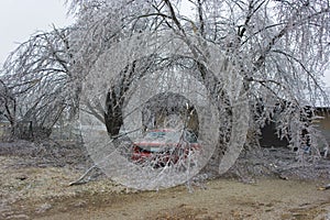 Ice Storm Damage