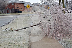 Ice Storm damage