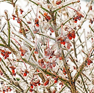 Ice storm  frozen covered Burning Bush branches