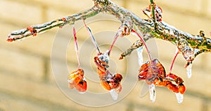 Ice storm  frozen covered Burning Bush buds