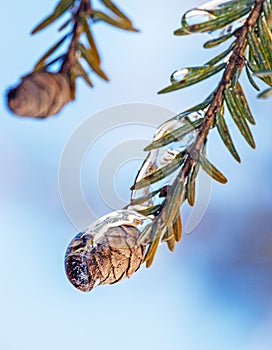 Ice storm  frozen covered conifer cone in Winter