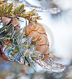 Ice storm  frozen covered conifer cones in Winter