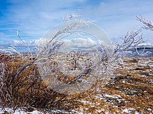 Ice-tipped arctic vegetation struggling to grow on a summit in the rockies