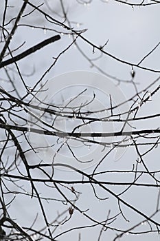 Ice on tree