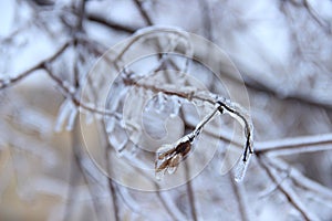 Ice tree