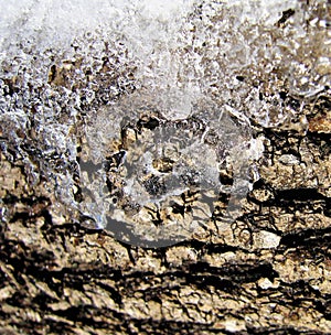Ice and tree bark. Shining ice on the crust.