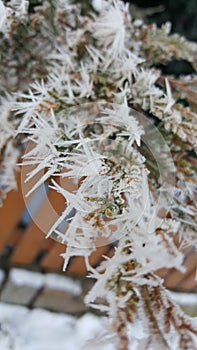 Ice tree thorn