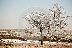 Ice Tree