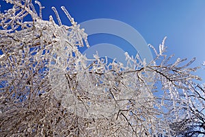 Ice Trees branches and blue sky