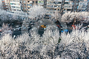 Ice on trees in city