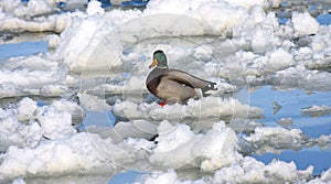 Ice Water and a Mallard Duck photo