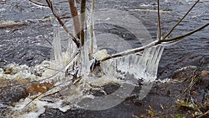 Ice is water in a solid state of aggregation. Ice icicles and stalactites on tree branches near the water. Spring flood