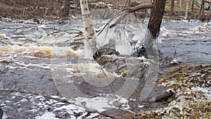 Ice is water in a solid state of aggregation. Ice icicles and stalactites on tree branches near the water. Spring flood