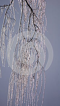 Ice on Weeping Willow Branches
