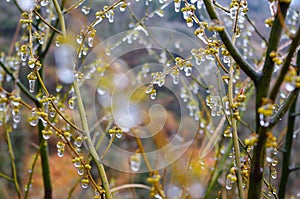 Ice on wild fruit