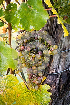 Ice wine dessert wine grapes in the vineyards during autumn