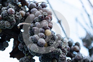 Ice Wine Grapes on vine