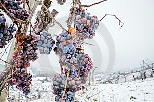 Ice wine. Wine red grapes for ice wine in winter condition and snow