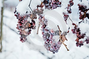 Ice wine. Wine red grapes for ice wine in winter condition and snow