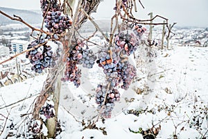 Ice wine. Wine red grapes for ice wine in winter condition and snow