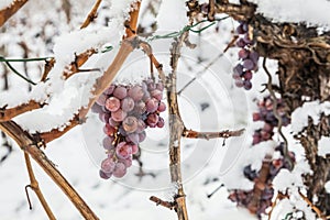 Ice wine. Wine red grapes for ice wine in winter condition and snow