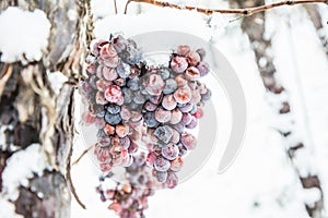 Ice wine. Wine red grapes for ice wine in winter condition and snow