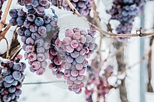 Ice wine. Wine red grapes for ice wine in winter condition and snow