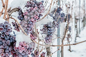 Ice wine. Wine red grapes for ice wine in winter condition and snow