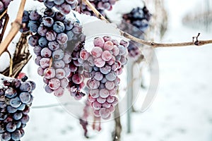 Ice wine. Wine red grapes for ice wine in winter condition and snow