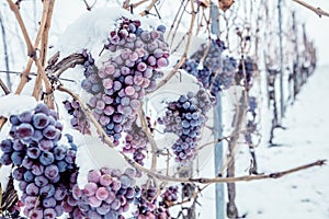 Ice wine. Wine red grapes for ice wine in winter condition and snow