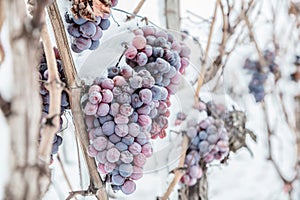 Ice wine. Wine red grapes for ice wine in winter condition and snow