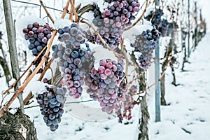 Ice wine. Wine red grapes for ice wine in winter condition and snow