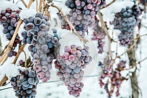 Ice wine. Wine red grapes for ice wine in winter condition and snow