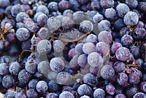 Ice wine. Wine red grapes for ice wine in winter condition and snow