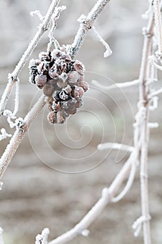 Ice wine. Wine red grapes for ice wine in winter condition and snow. Frozen grapes covered by white flake ice, The sweetest wine i