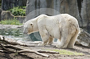 Icebear