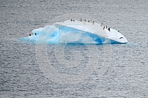 Iceberg with Adelie penguins upside in Antarctic Ocean near Paulet Island Antarctica. photo