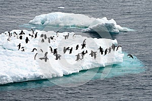 Iceberg with Adelie penguins standing upside in Antarctic Ocean near Paulet Island Antarctica. One penguin ist jumping into sea. photo