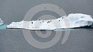 Iceberg with Adelie penguins standing upside iand flying cormorants n Antarctic Ocean near Paulet Island Antarctica. photo