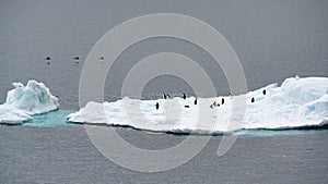 Iceberg with Adelie penguins standing upside and cormorants flying over the sea in Antarctic Ocean near Paulet Island Antarctica. photo