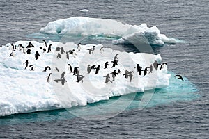 Iceberg with Adelie penguins standing upside in Antarctic Ocean near Paulet Island Antarctica. One penguin ist jumping into sea.