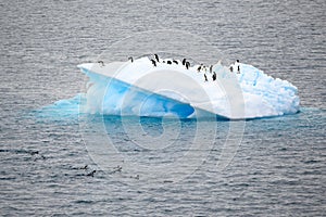 Iceberg with Adelie penguins upside  and two jumping out of the sea in Antarctic Ocean near Paulet Island Antarctica.