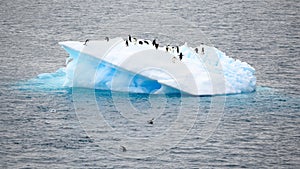 Iceberg with Adelie penguins upside  and two jumping out of the sea in Antarctic Ocean near Paulet Island Antarctica. photo