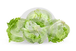 iceberg cabbage on white background