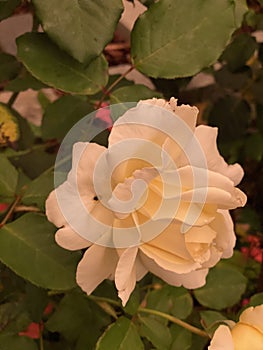 Iceberg Floribunda Rose Plant Photo