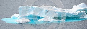 Iceberg with flying cormorant in front in Antarctic Ocean near Paulet Island Antarctica.