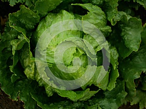 Iceberg green lettuce farm fresh leaves bio curly Lactuca sativa capitata ice harvest leaf farmer freshly growth bio photo