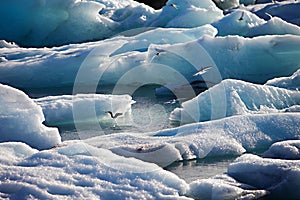 Iceberg Lagoon, Jokulsarlon lake, Iceland