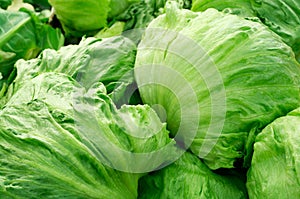 Iceberg lettuce